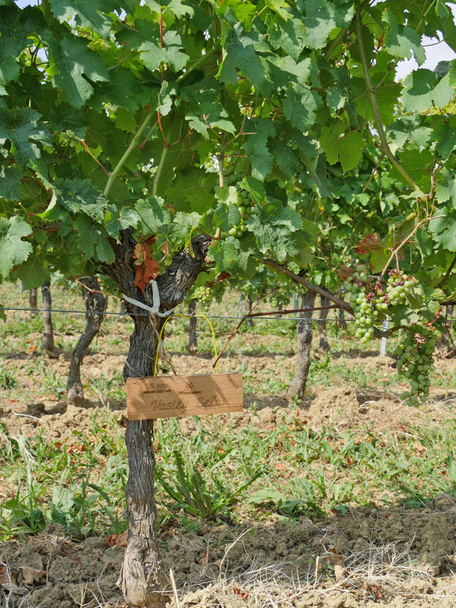 Виноградник на урожай